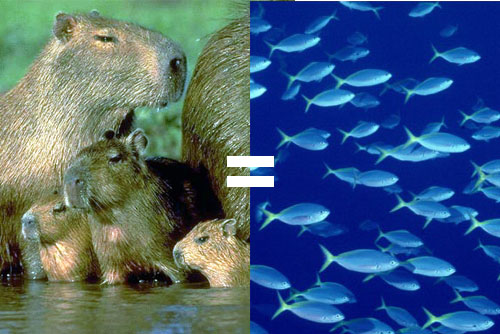 Capybara = Pez